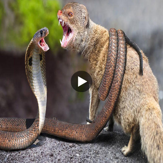 Trapped in the battle with the king cobra, Magut could not escape and had no choice but to die.