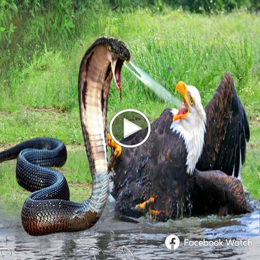 Risking their lives to challenge the deadly venom of the king cobra, the eagle fell into a hopeless situation and could only wait for death.