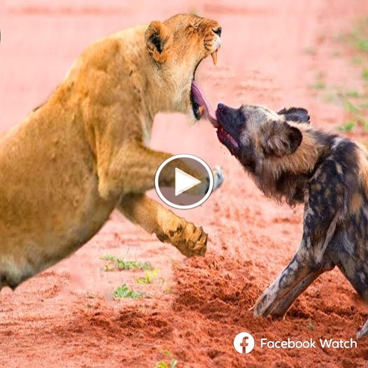 Wild dogs continuously attack lions to avenge their cubs, but what they receive in return are only tragic deaths.