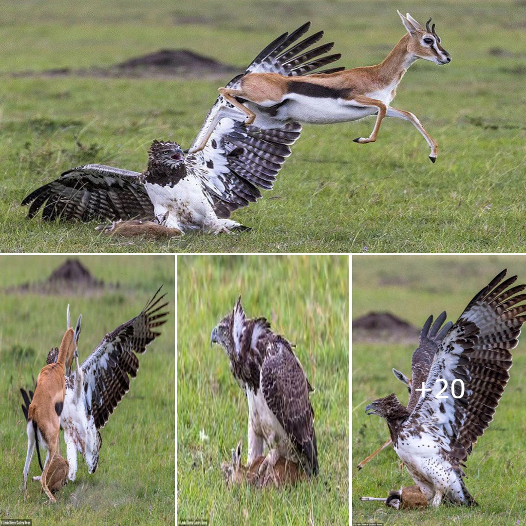 The mother deer’s fight to save the baby deer from the eagle’s slaughter was very dramatic, but in the end, luck still did not smile on the innocent baby deer.