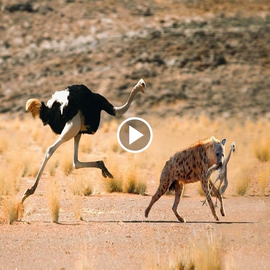 In a death race between hyenas and the fastest bird on the planet to turn baby ostriches into food, will the hyena’s speed win?