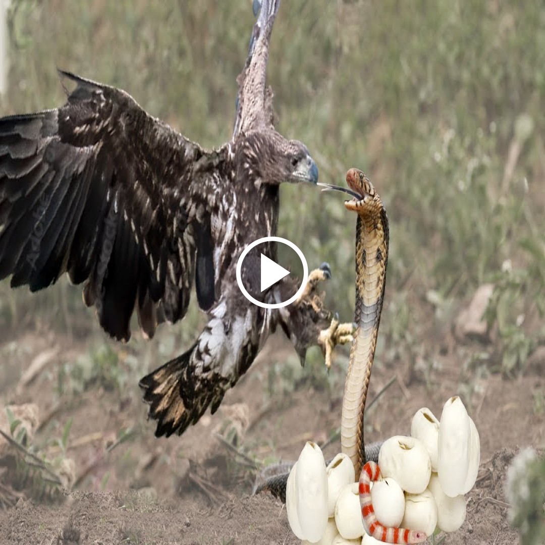 The king cobra risked his life to steal the eagle’s eggs to avenge his comrades, but he did not expect that he would become the next victim as food for the eagle.