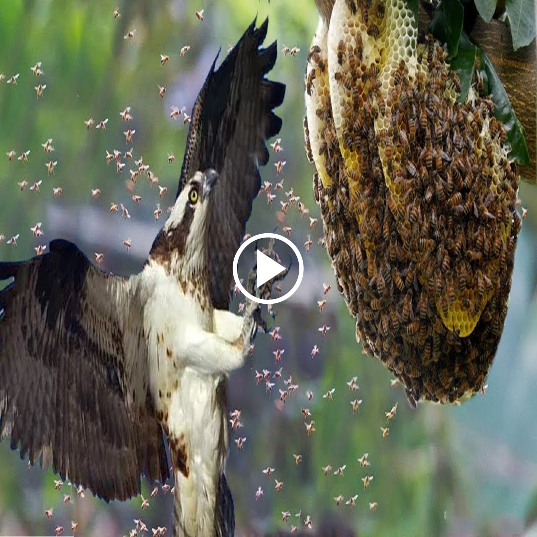 10,000 hornets watched helplessly as their nest was crushed by the Snake Kite. and the surprising truth about this killer bird surprised everyone.