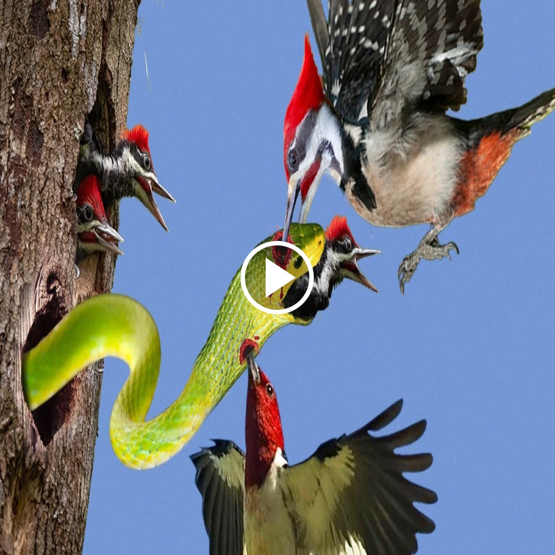 Too dissatisfied to see his nest occupied by poisonous snakes. The woodpecker and his wife teamed up to use their giant needle-sharp beaks to blind the poisonous snake to save the baby bird from death in a dramatic way.