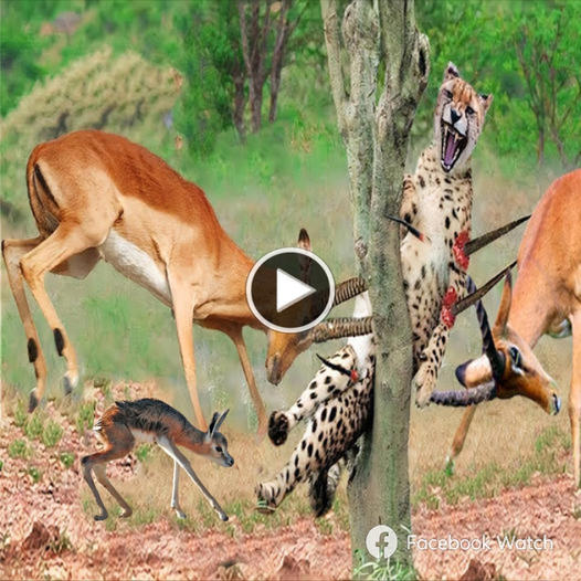 Despite possessing fast speed and sharp hunting ability, the leopard was still defeated by mother Ninh Duong’s 2m long horns when trying to hunt baby antelopes.